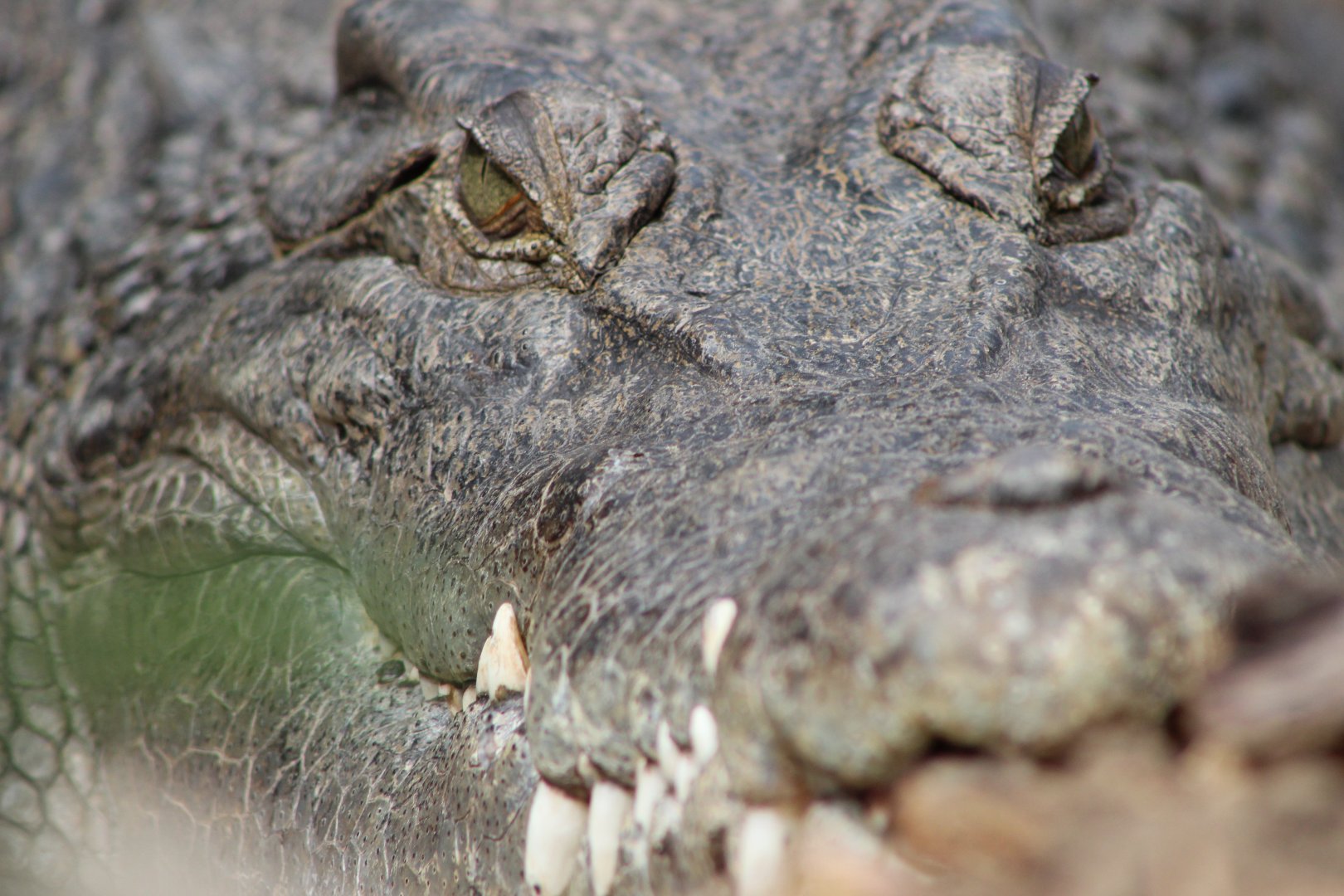 Saltwater Crocodile