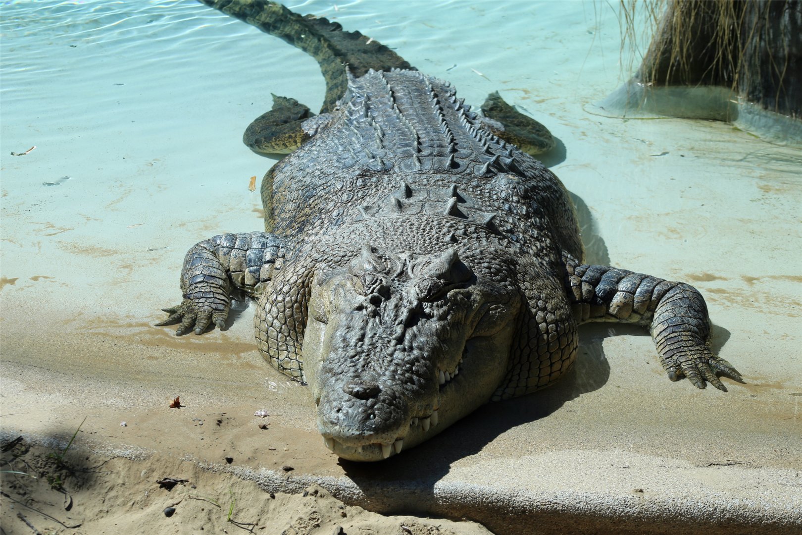 Saltwater crocodile