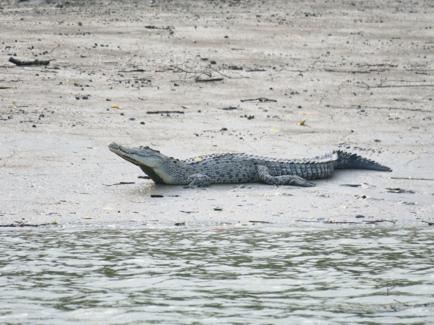saltwater crocodile