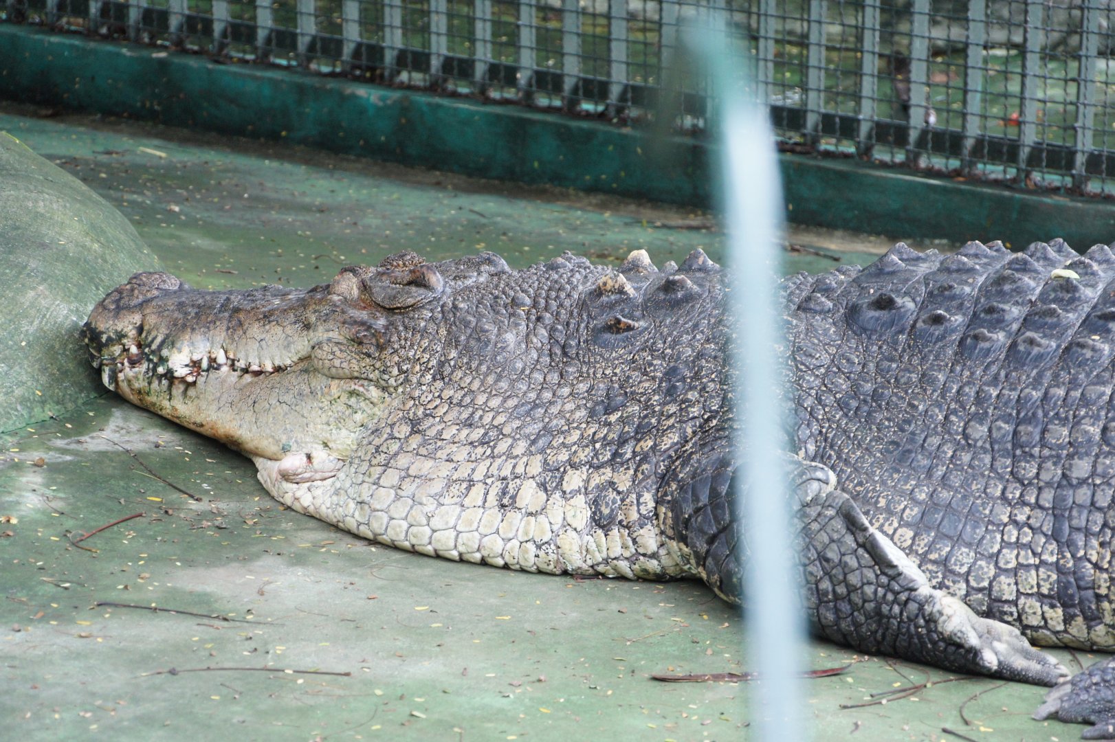 Saltwater Crocodile