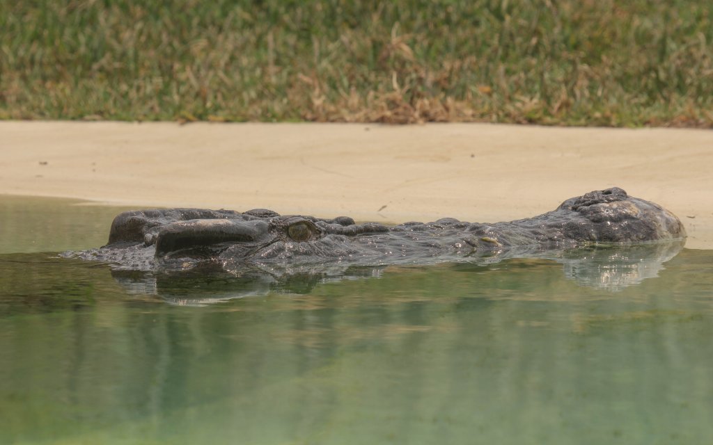 Saltwater Crocodile