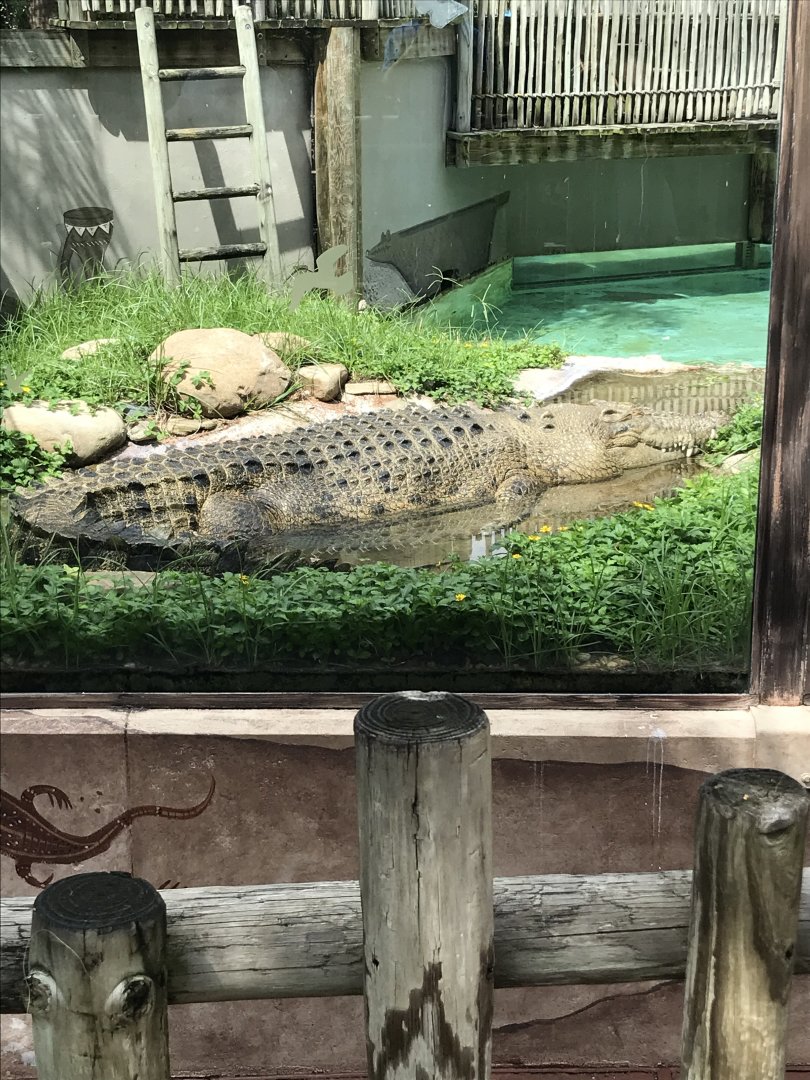 Saltwater crocodile