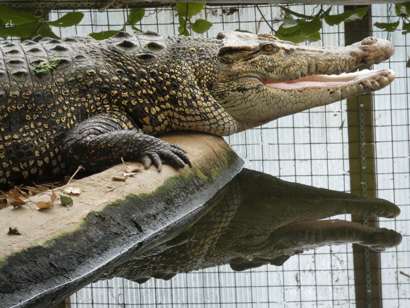 Saltwater crocodile