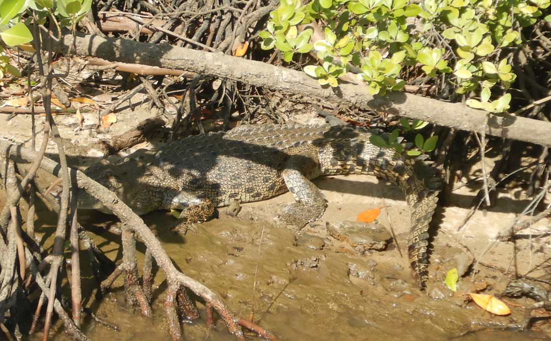 Saltwater Crocodile