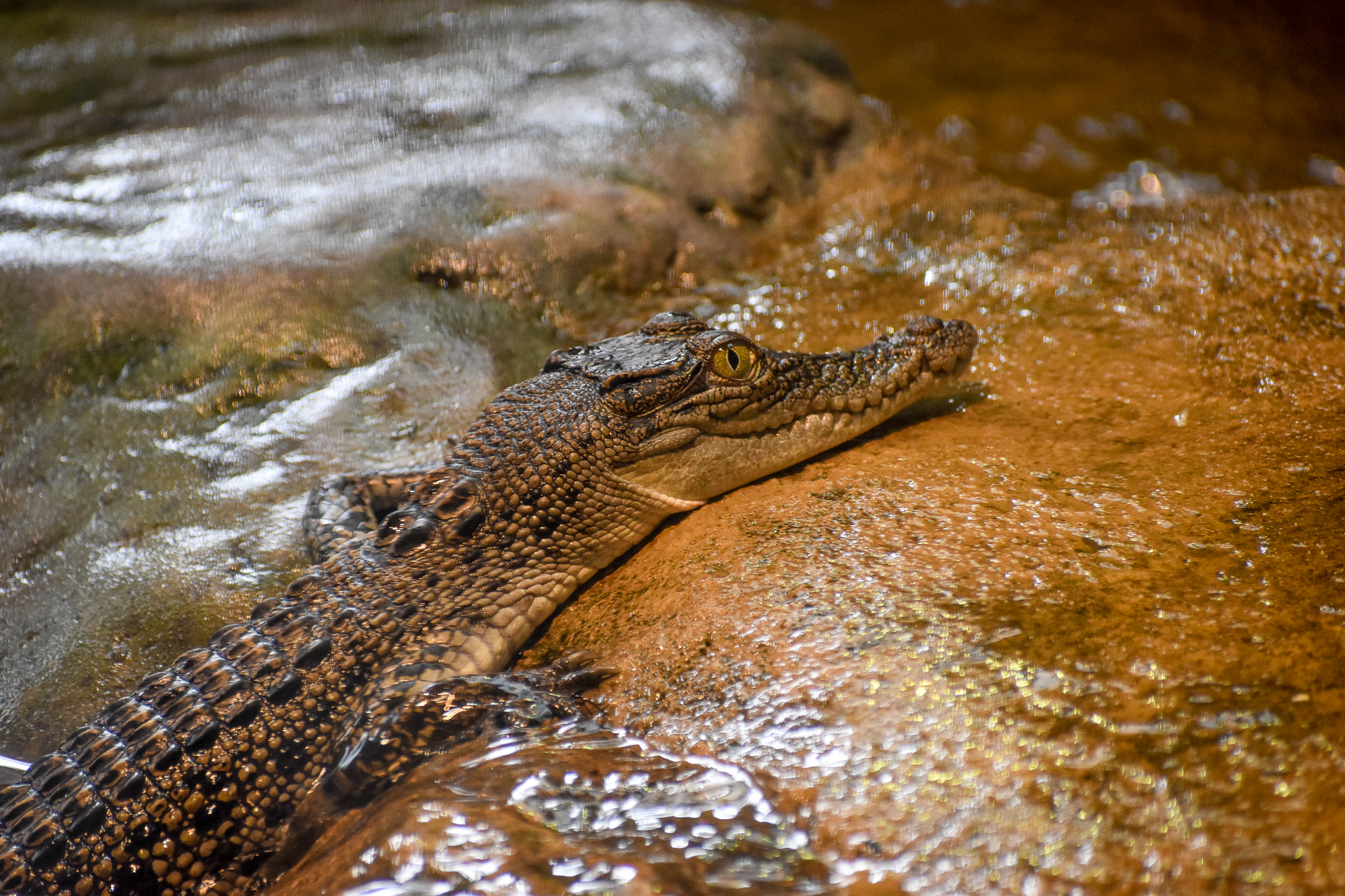 Saltwater Crocodile