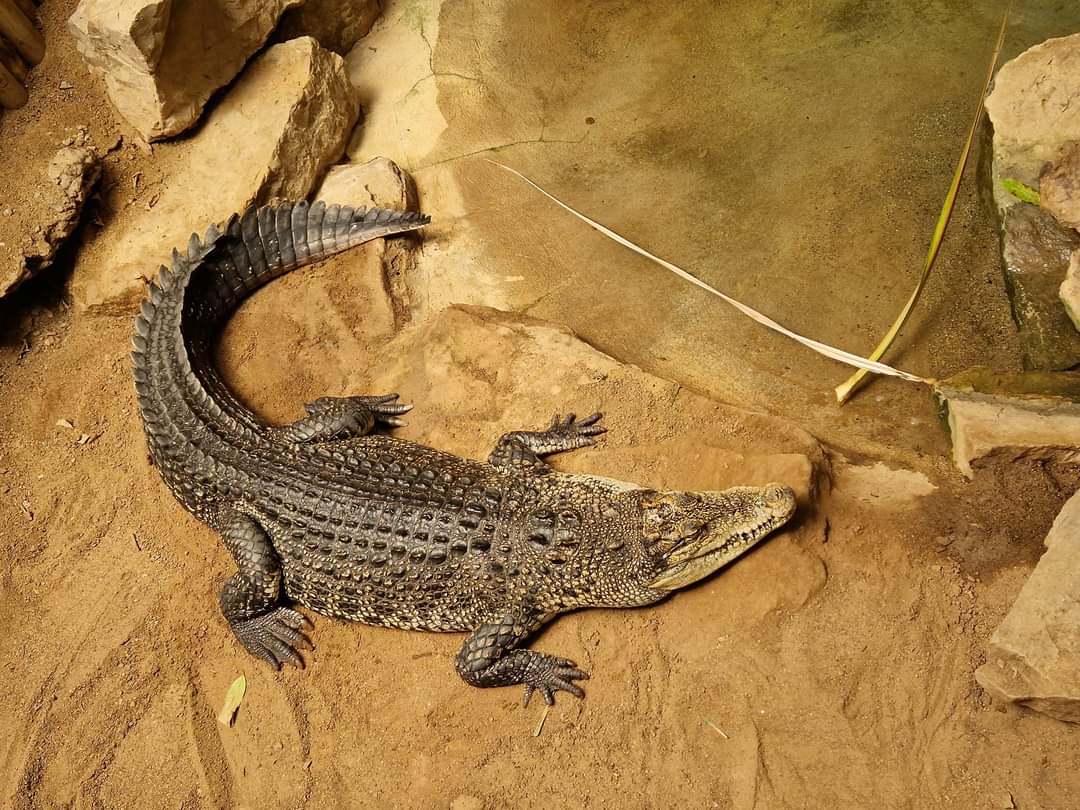 Saltwater Crocodile