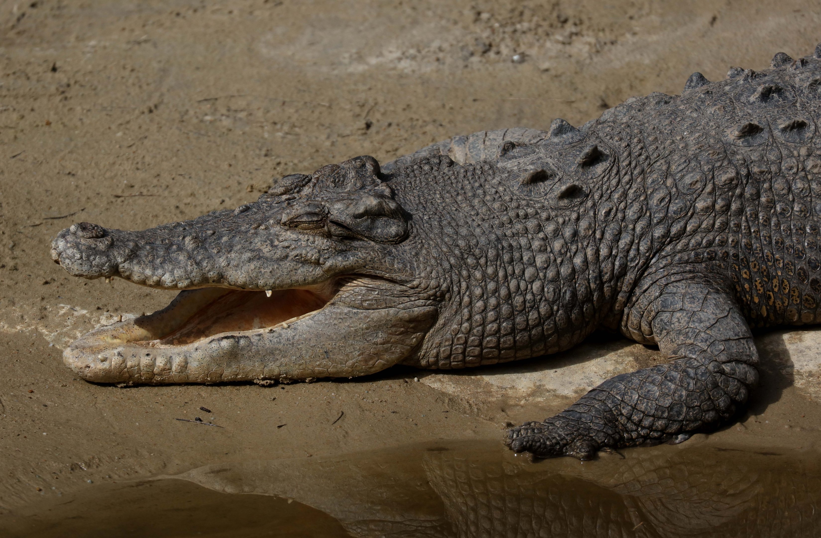 Saltwater Crocodile