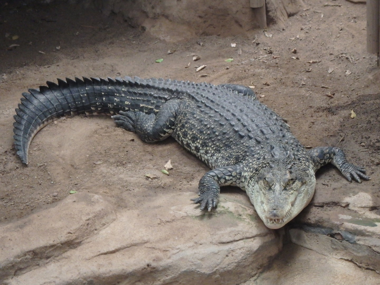 Saltwater crocodile