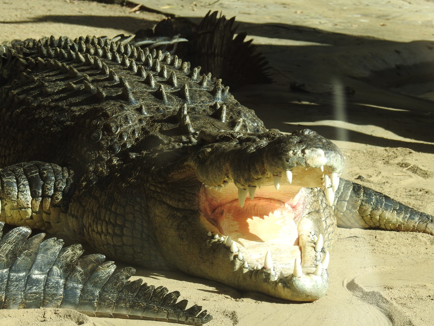 Saltwater Crocodile