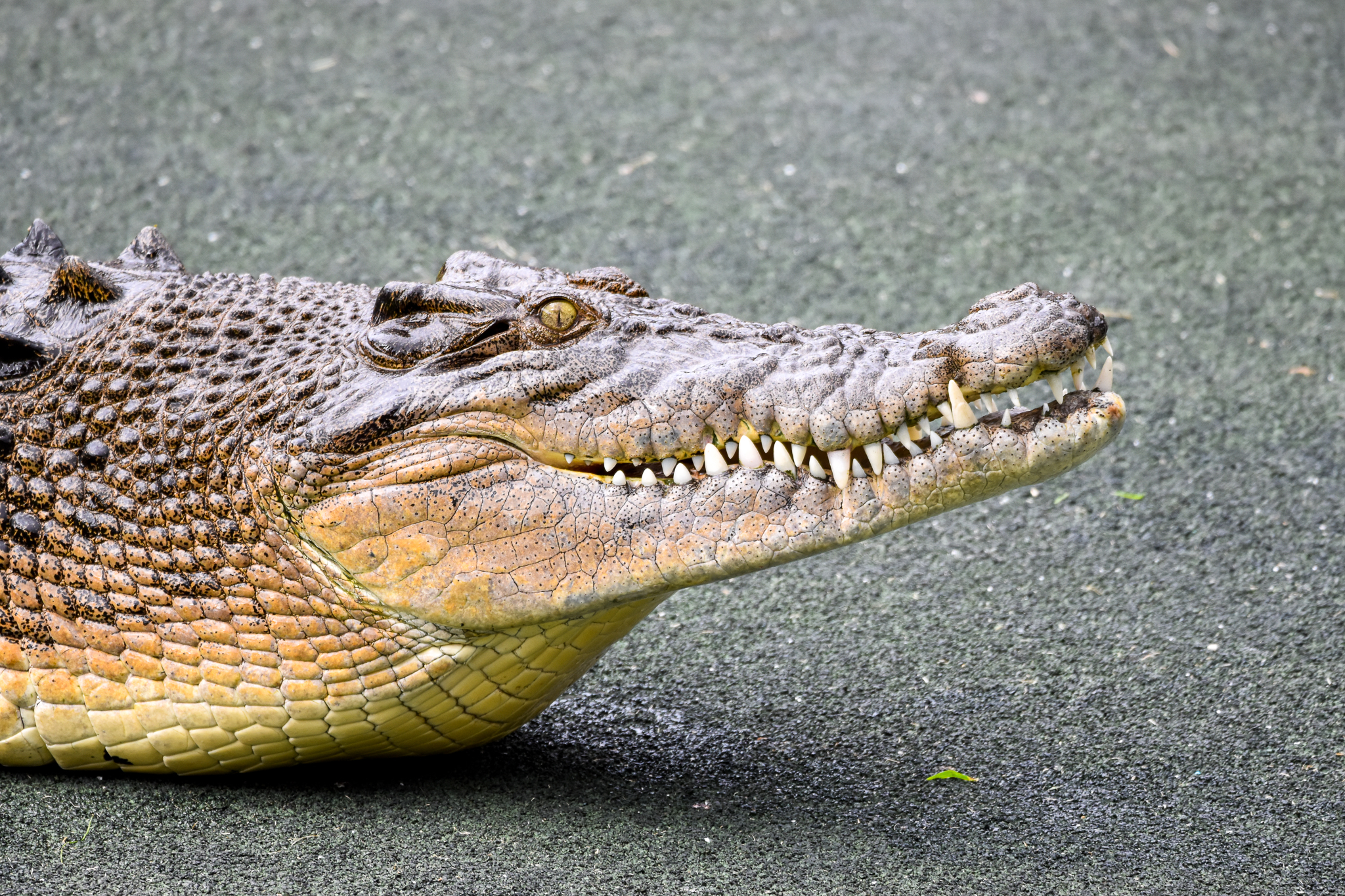 Saltwater Crocodile