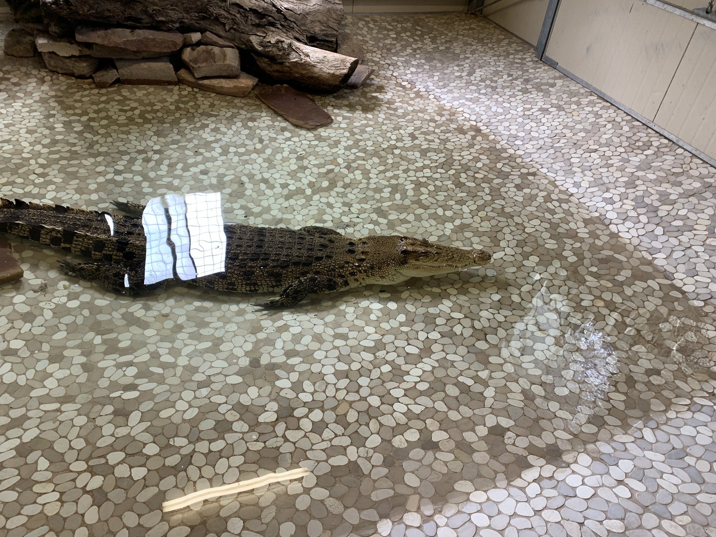 Saltwater Crocodile