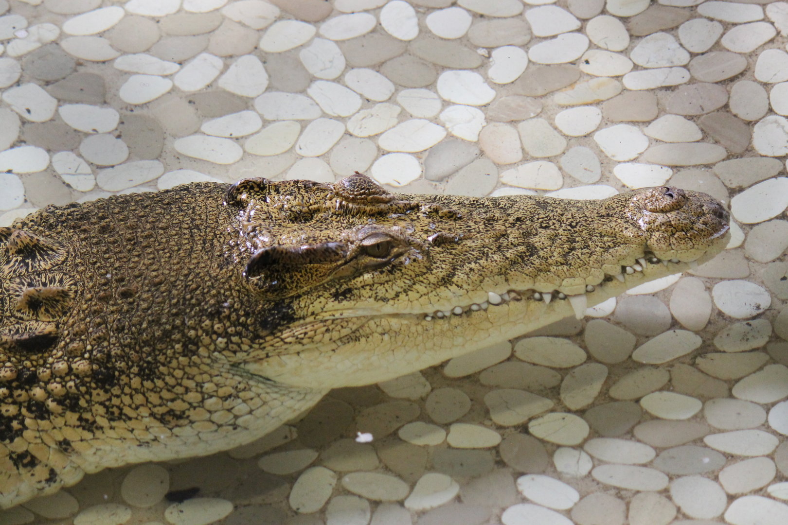Saltwater Crocodile