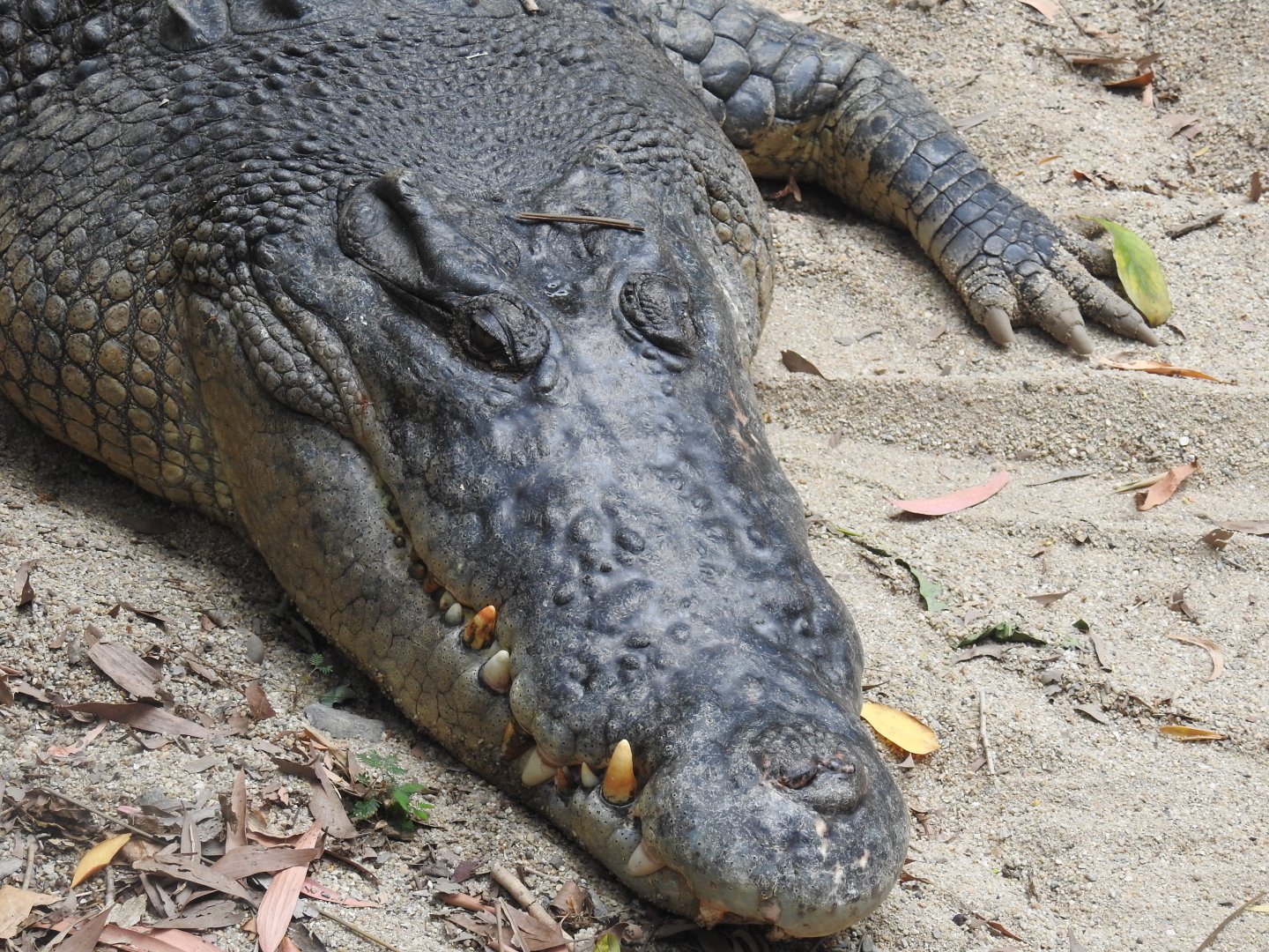 Saltwater Crocodile