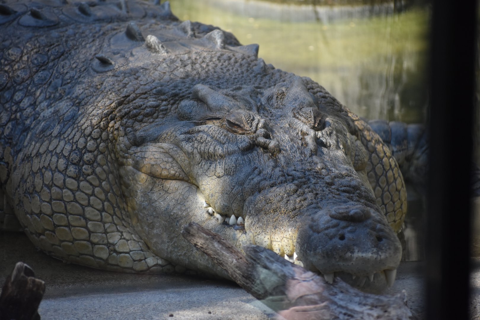 Saltwater Crocodile