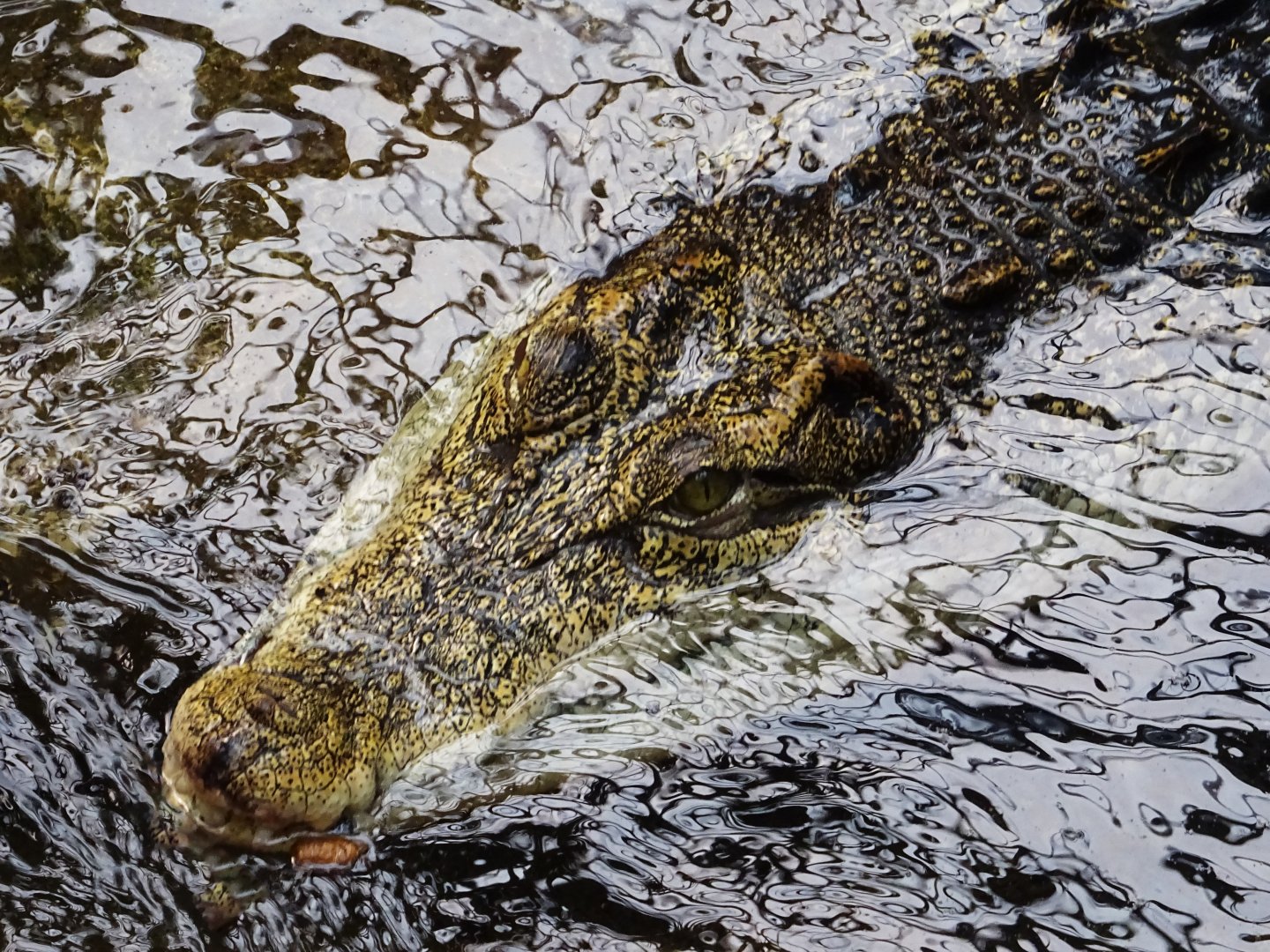Saltwater Crocodile