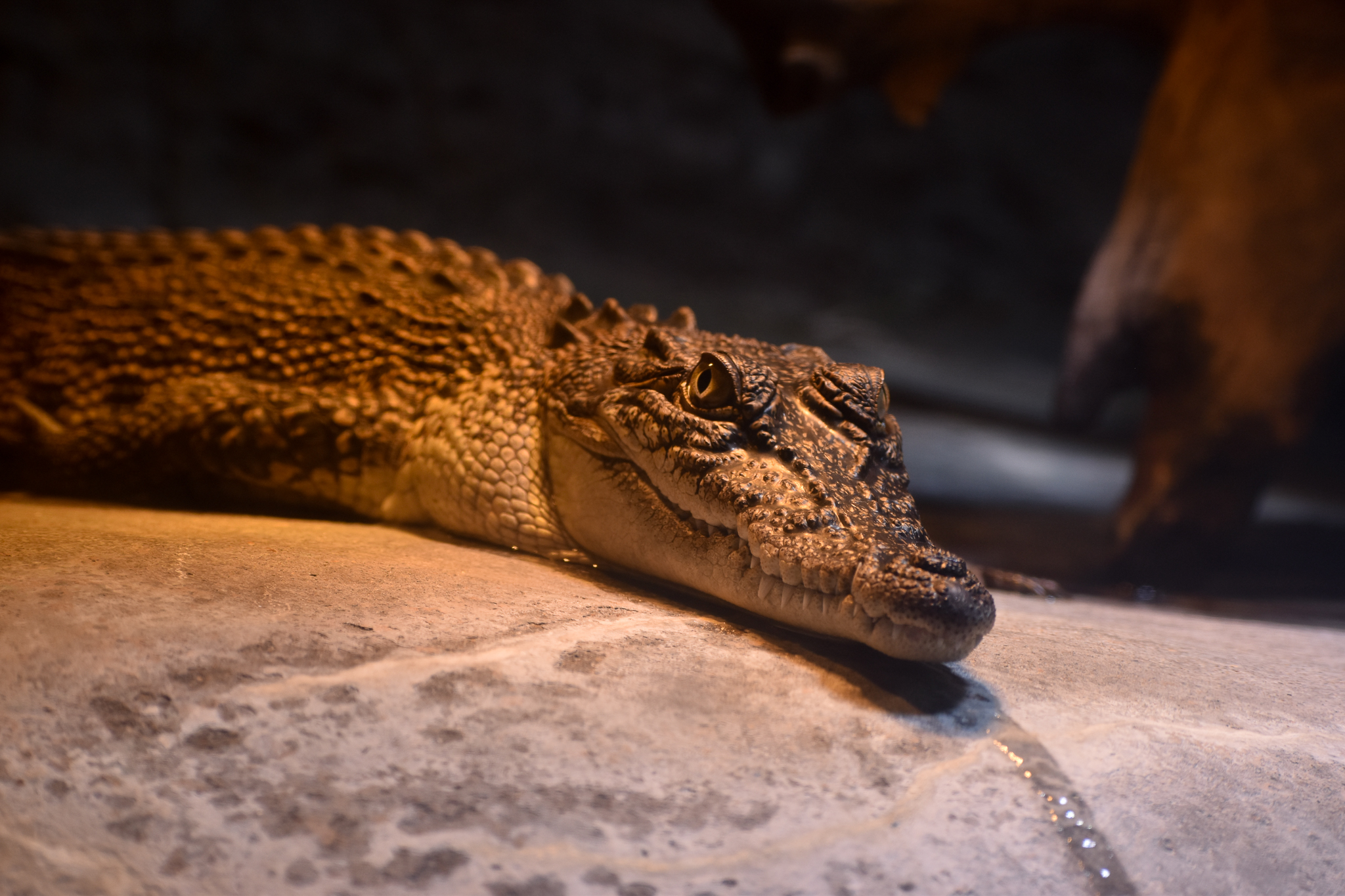 Saltwater Crocodile