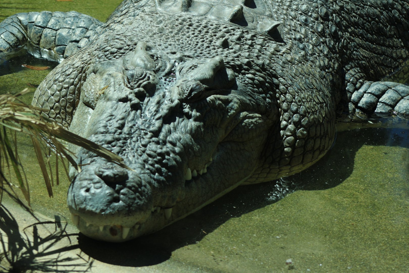 Saltwater Crocodile