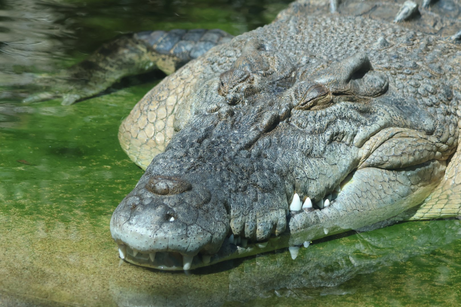 Saltwater Crocodile