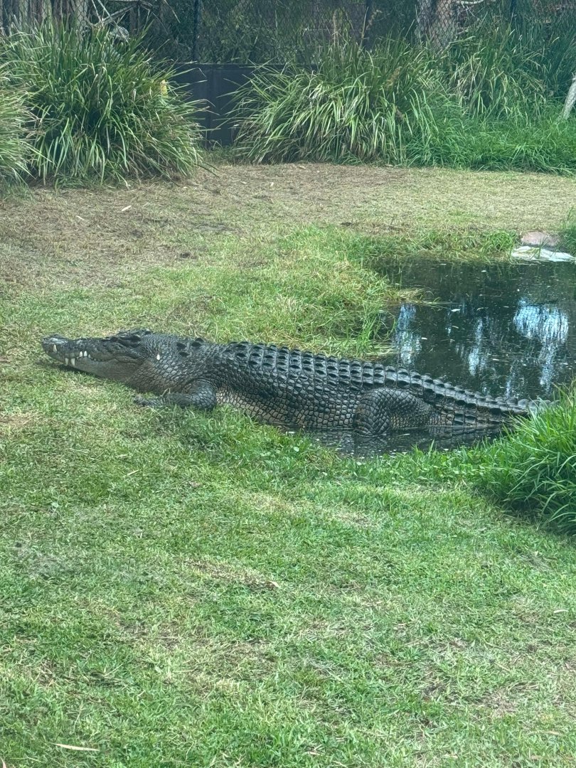 Saltwater Crocodile