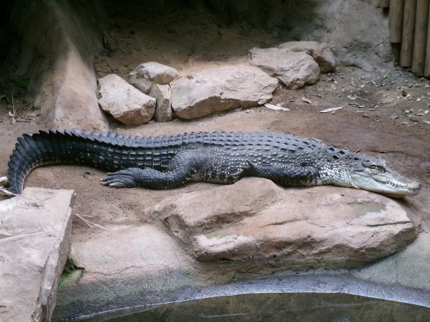 Saltwater crocodile