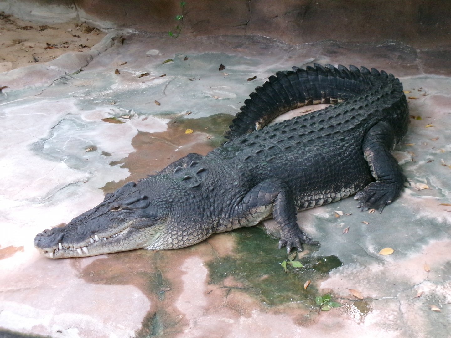 Saltwater crocodile