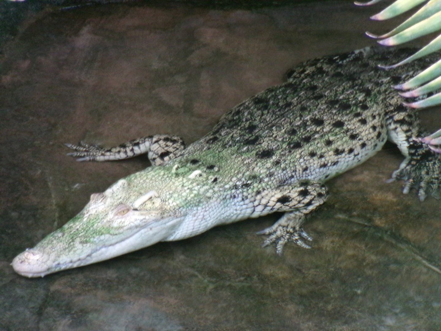 Saltwater crocodile