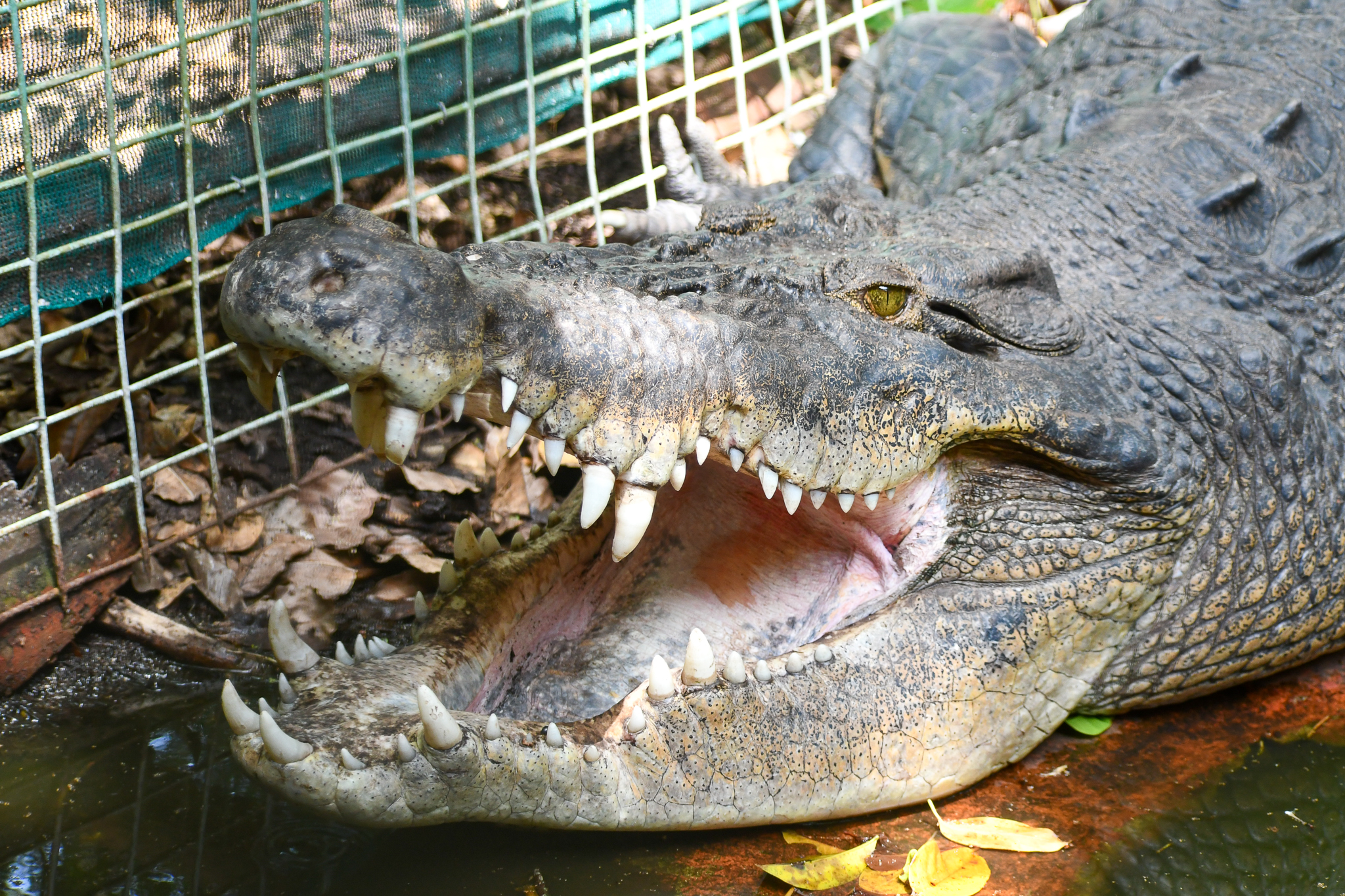 Saltwater Crocodile