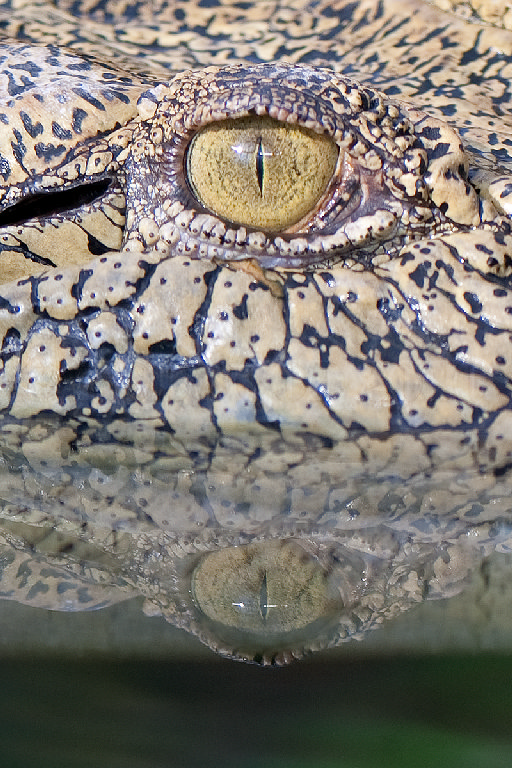 Saltwater Crocodile