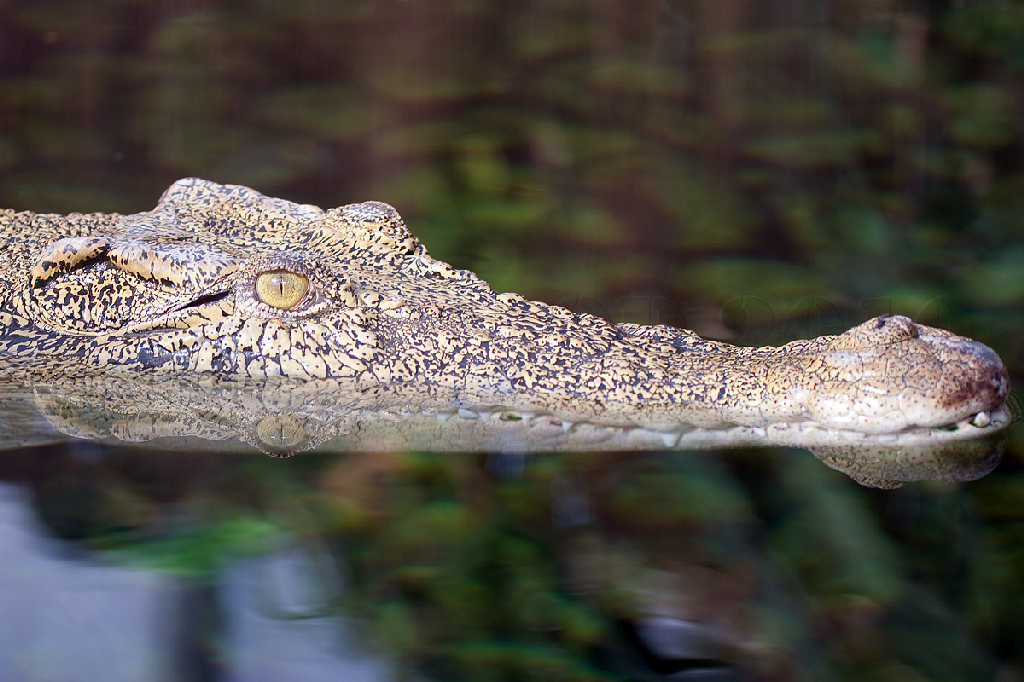 Saltwater Crocodile