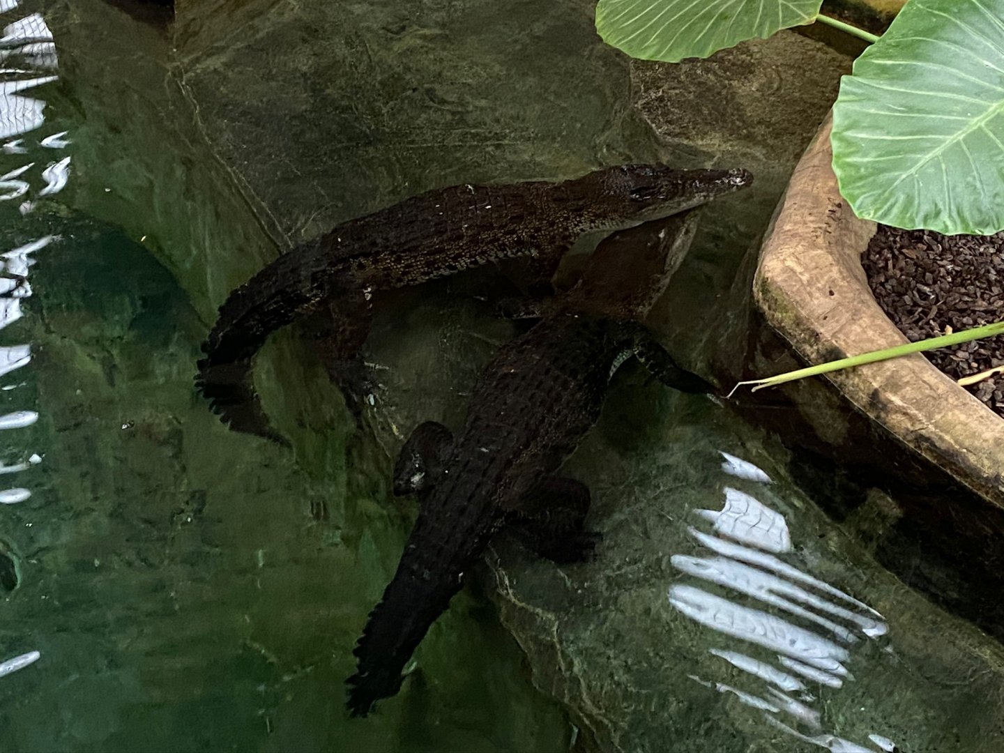 Saltwater crocodiles 231119