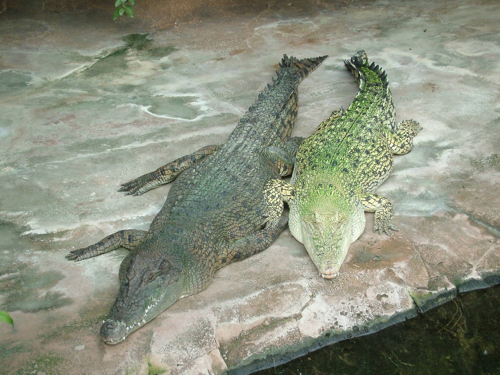 Saltwater Crocodiles at Wilhelma, Stuttgart 02/09/10