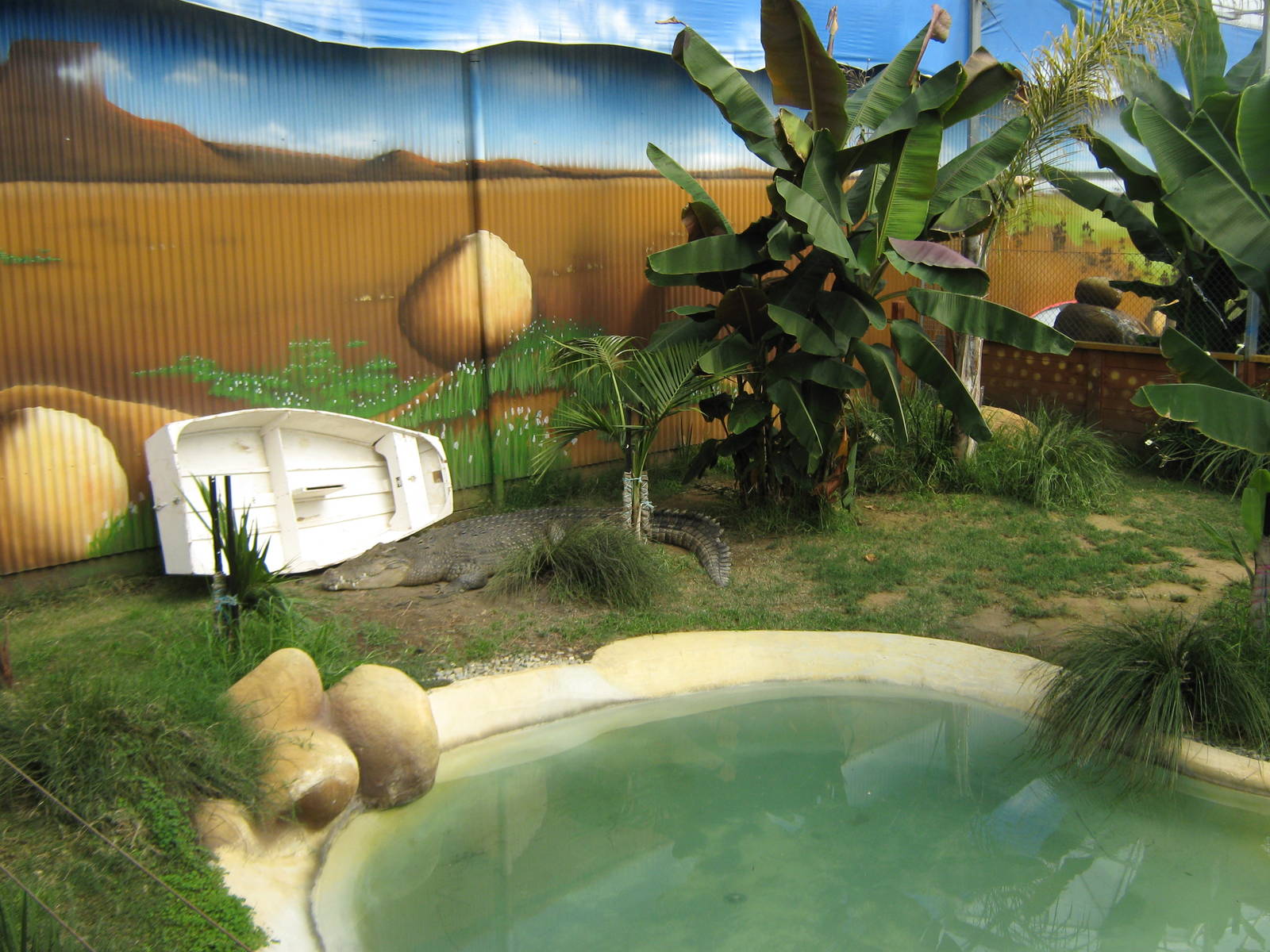 saltwater crocodiles (Crocodylus porosus)