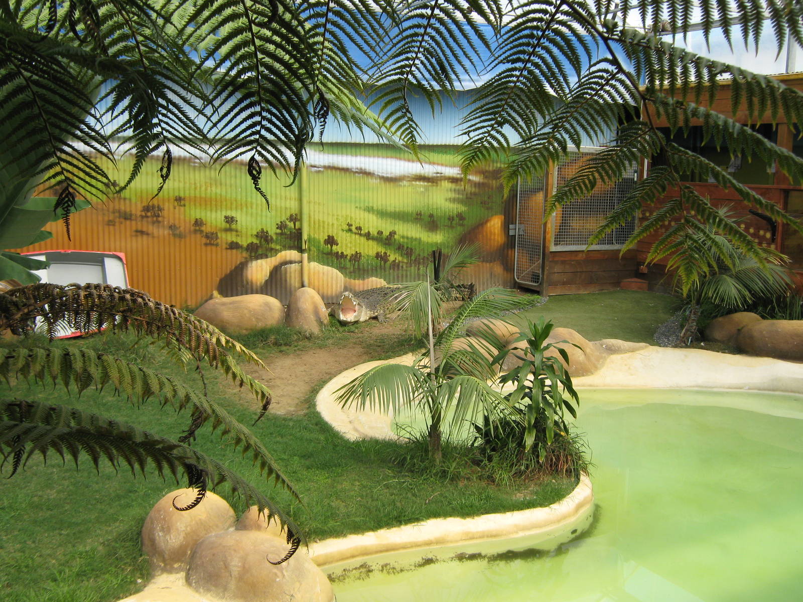 saltwater crocodiles (Crocodylus porosus)