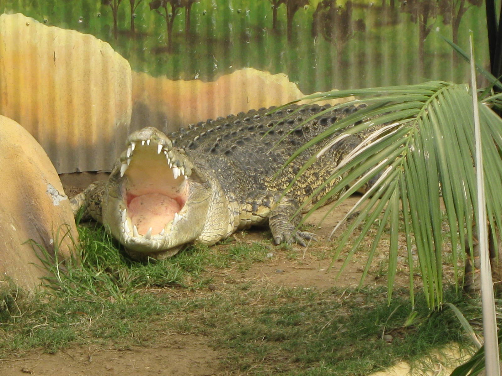 saltwater crocodiles (Crocodylus porosus)