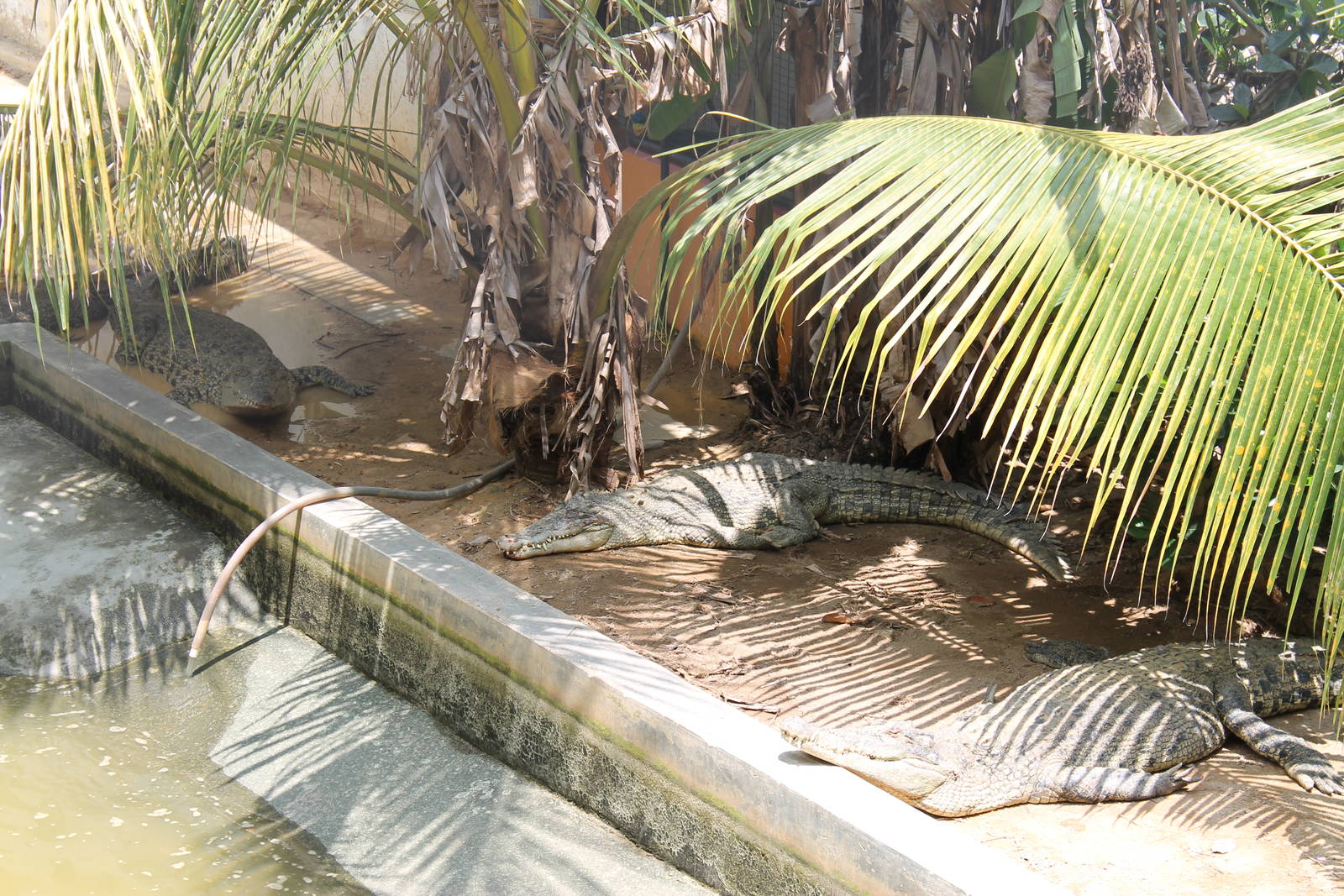 saltwater crocodiles (Crocodylus porosus)