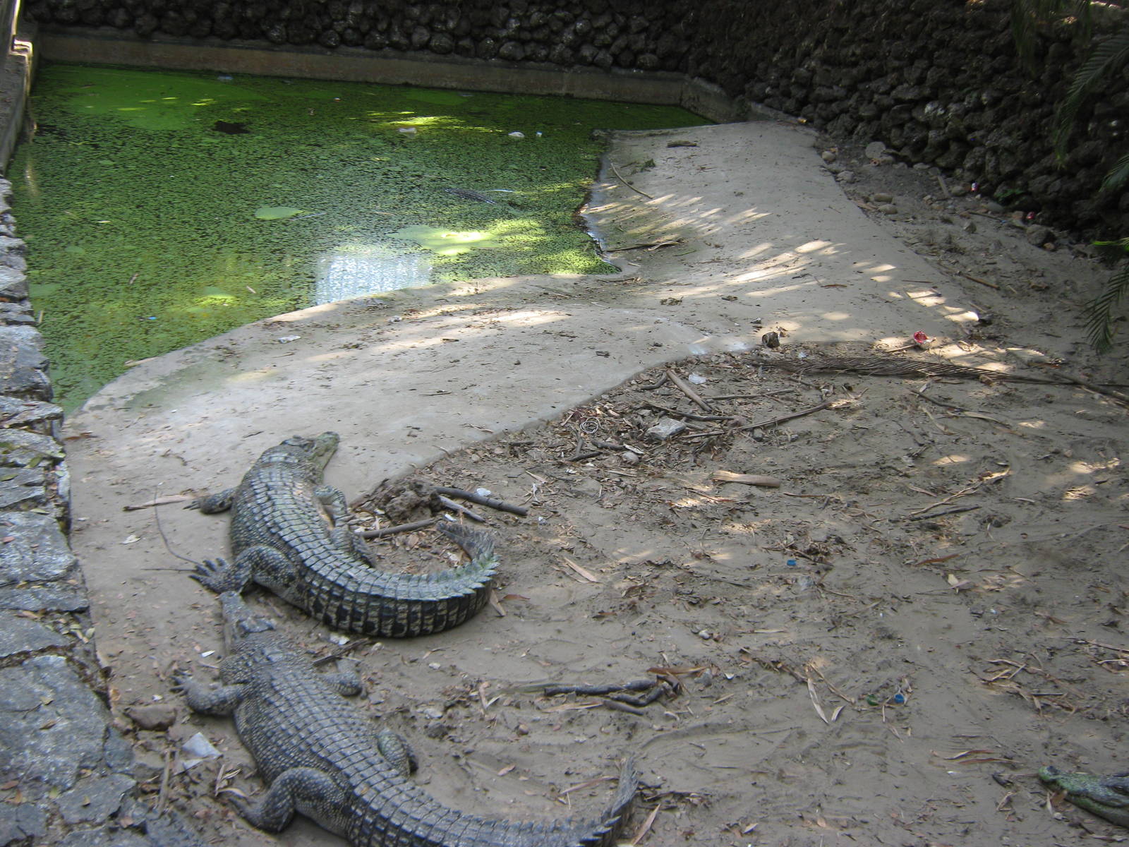 Saltwater Crocodiles (Crocodylus porosus)