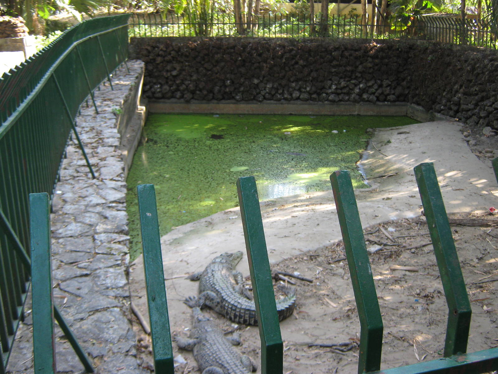 Saltwater Crocodiles (Crocodylus porosus)