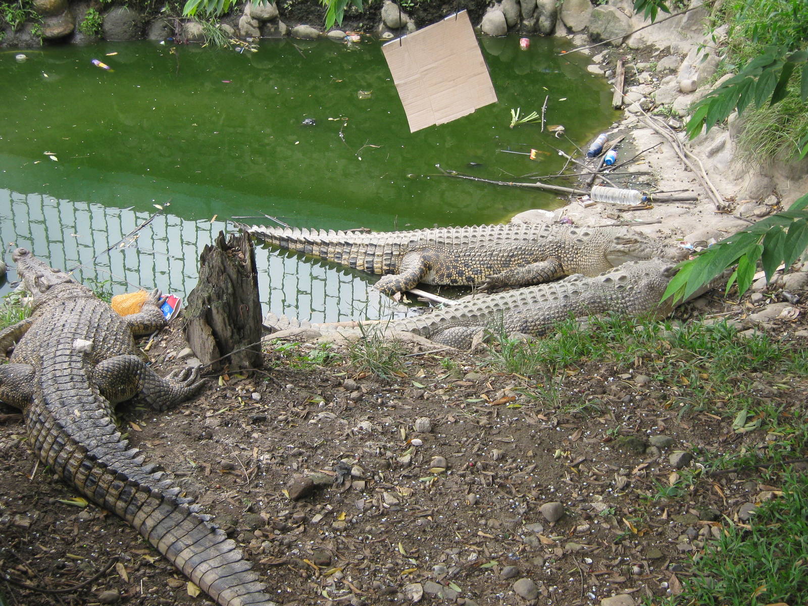 saltwater crocodiles (Crocodylus porosus)