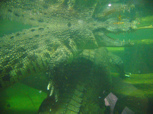 Saltwater Crocodiles underwater