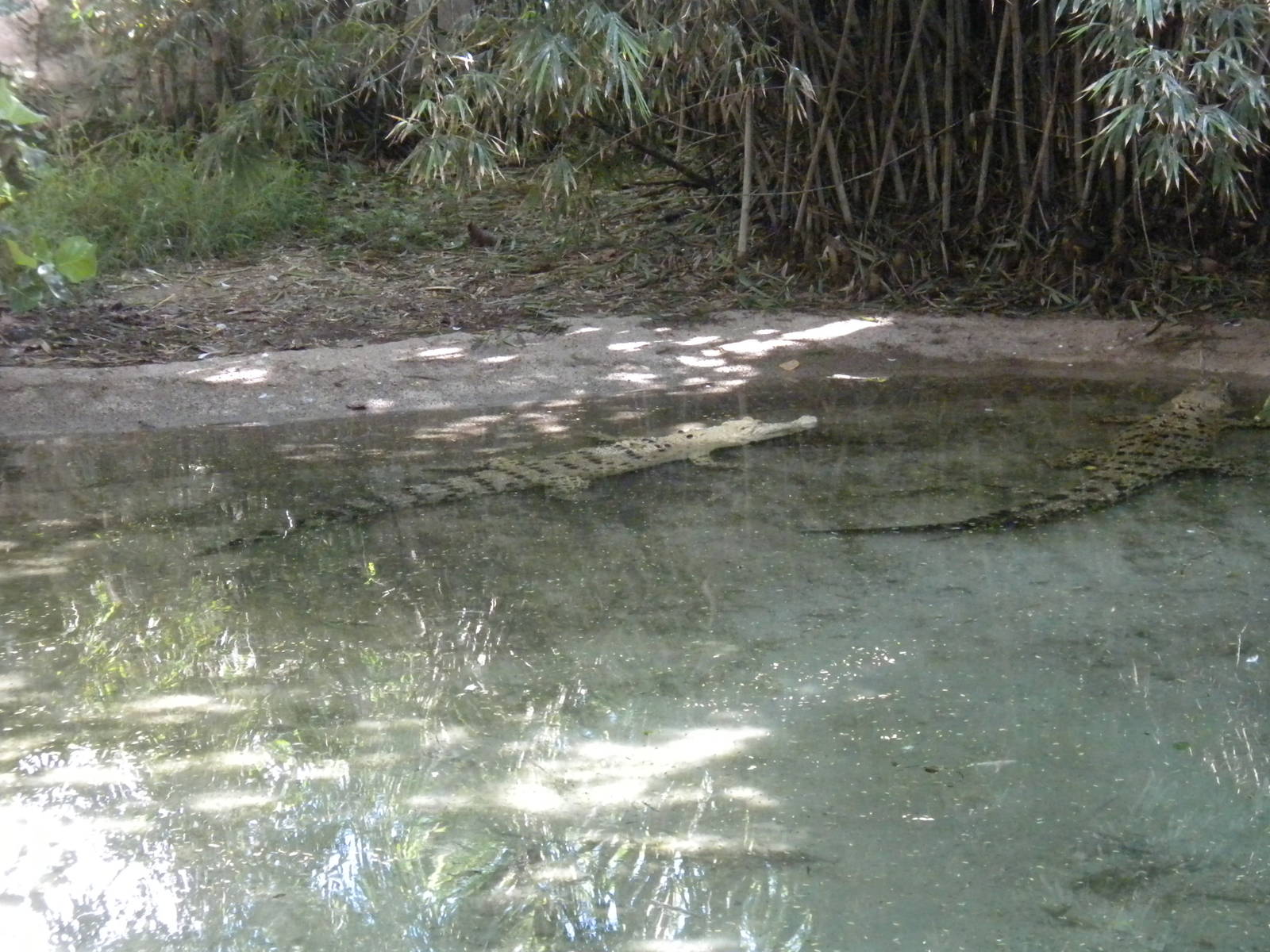 Saltwater Crocodiles