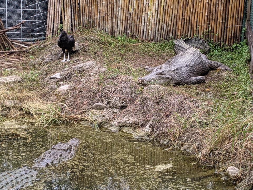Saltwater crocodiles