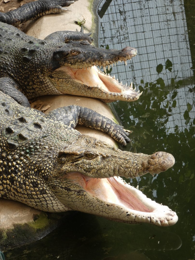 Saltwater crocodiles