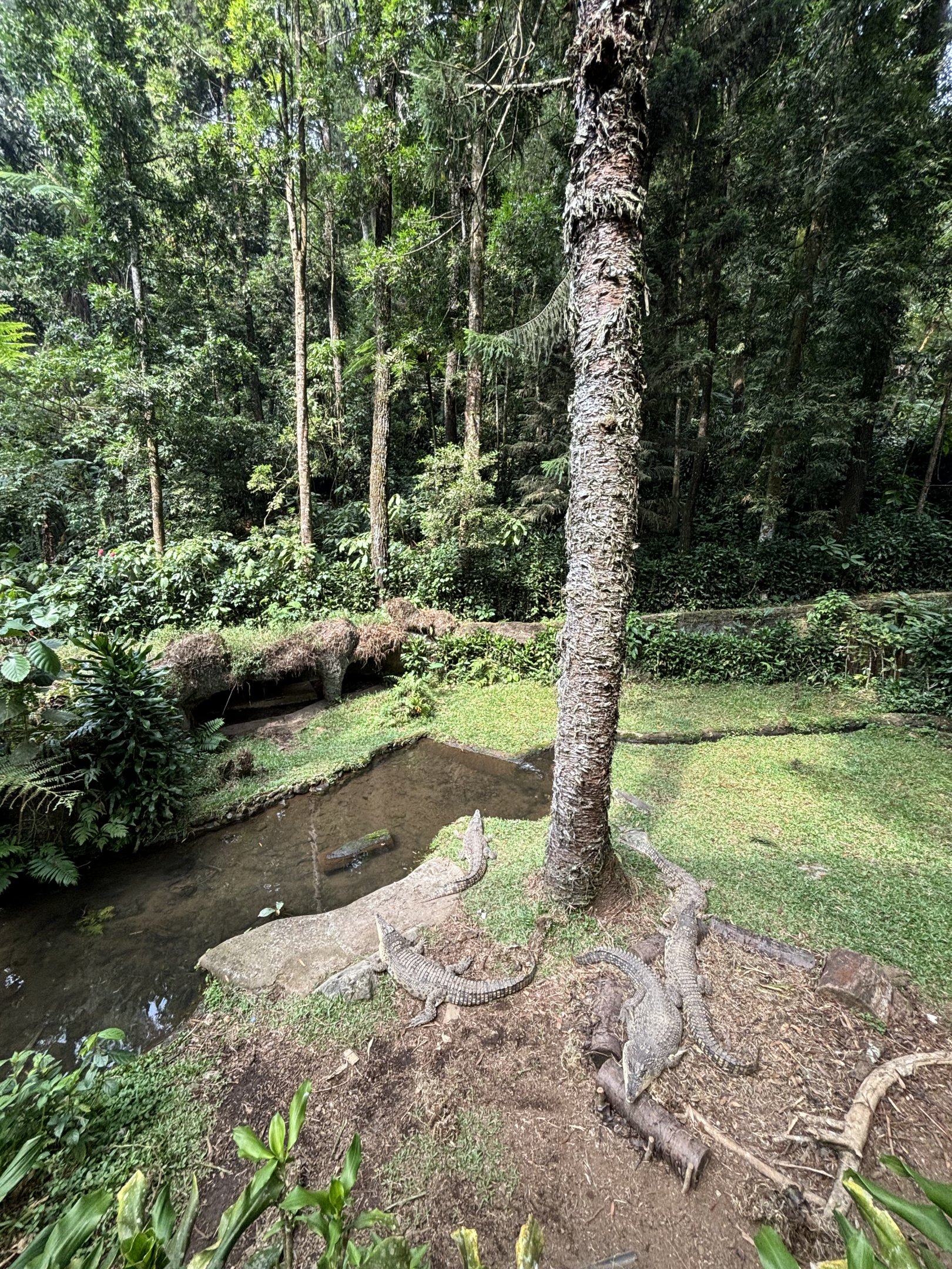 Saltwater Crocodiles