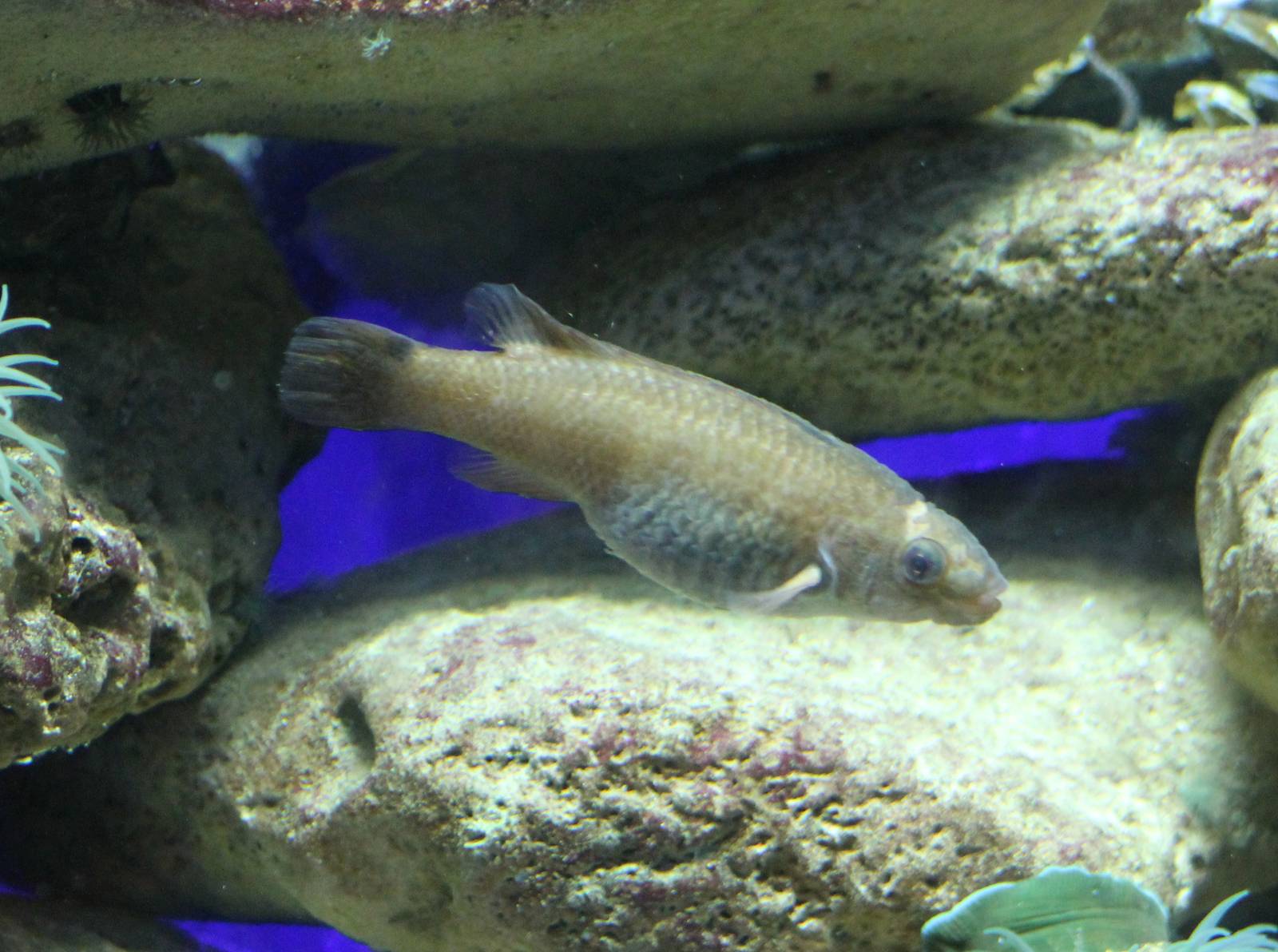Saltwater fish ID
