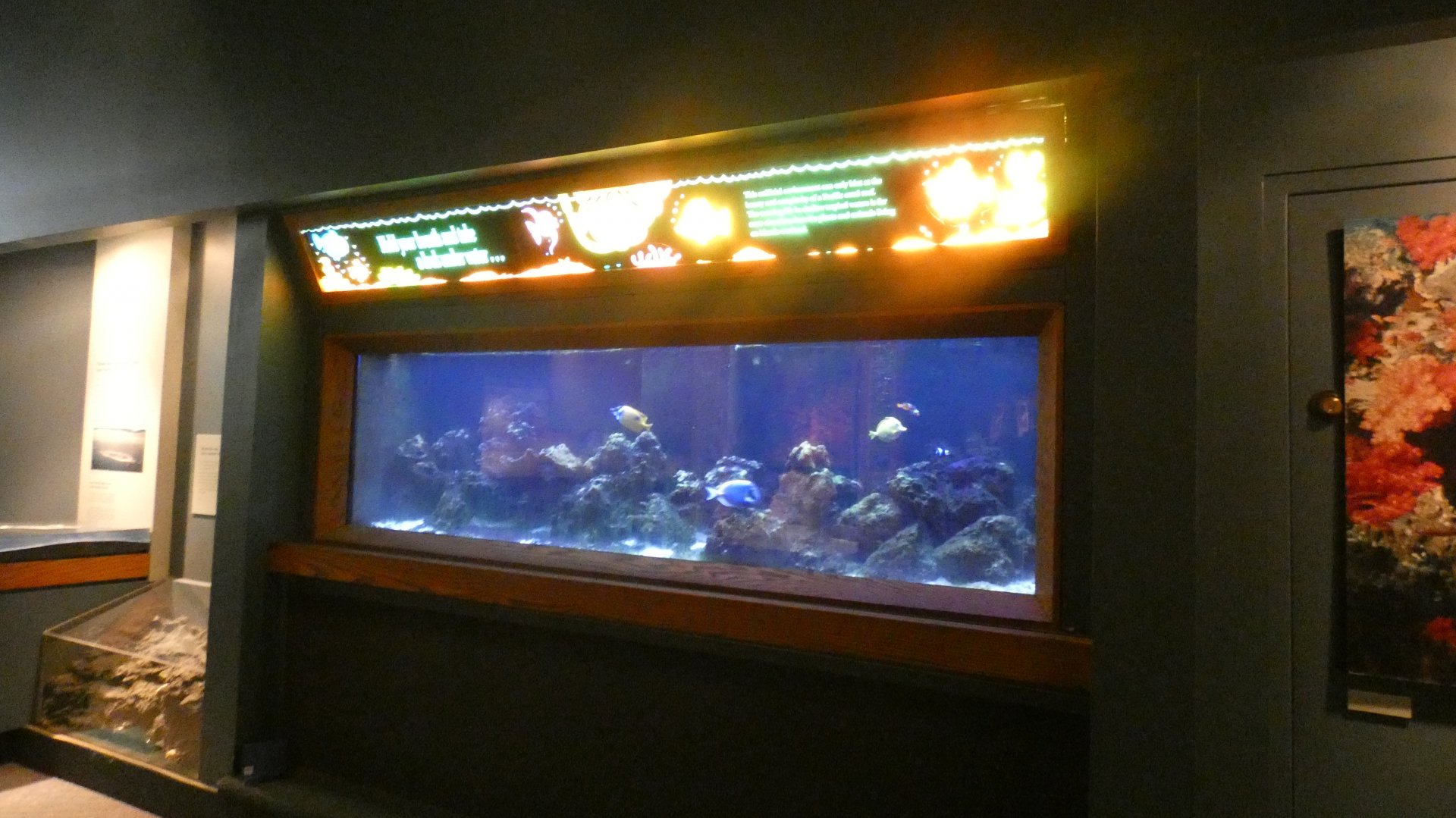 Saltwater Fish Tank, Traveling the Pacific - Feb. 2022