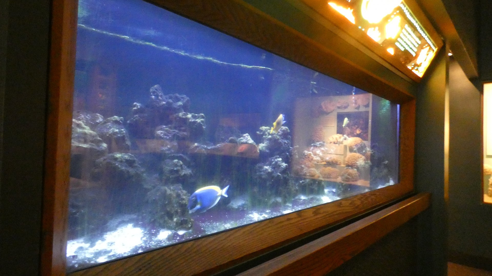 Saltwater Fish Tank, Traveling the Pacific - Feb. 2022