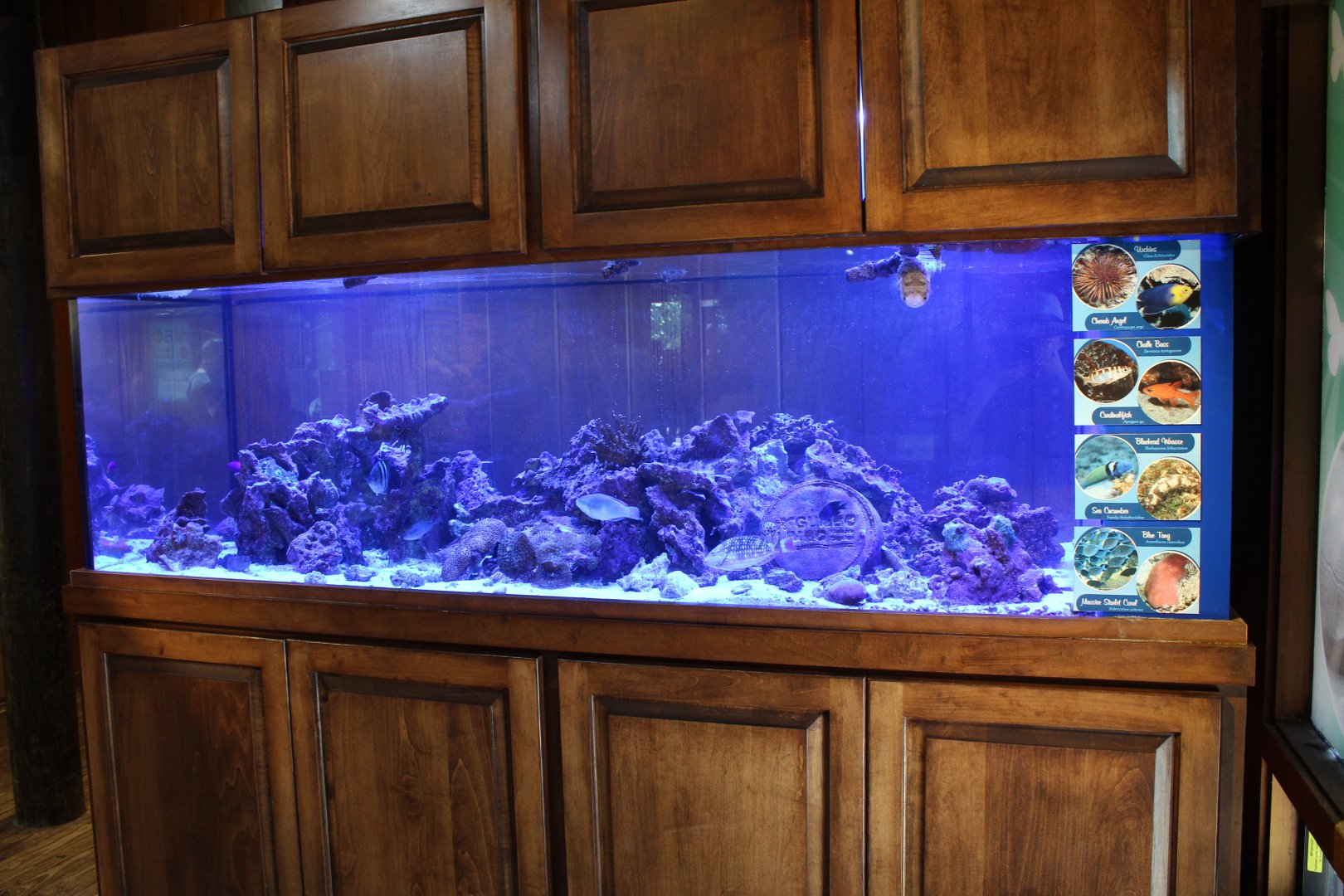 Saltwater Fish Tank