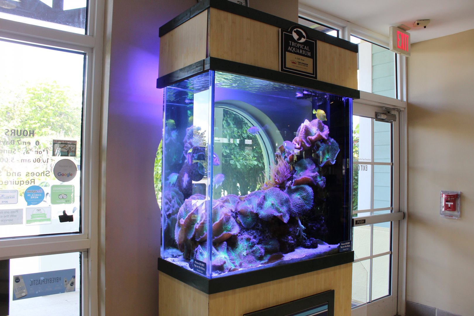Saltwater Fish Tank