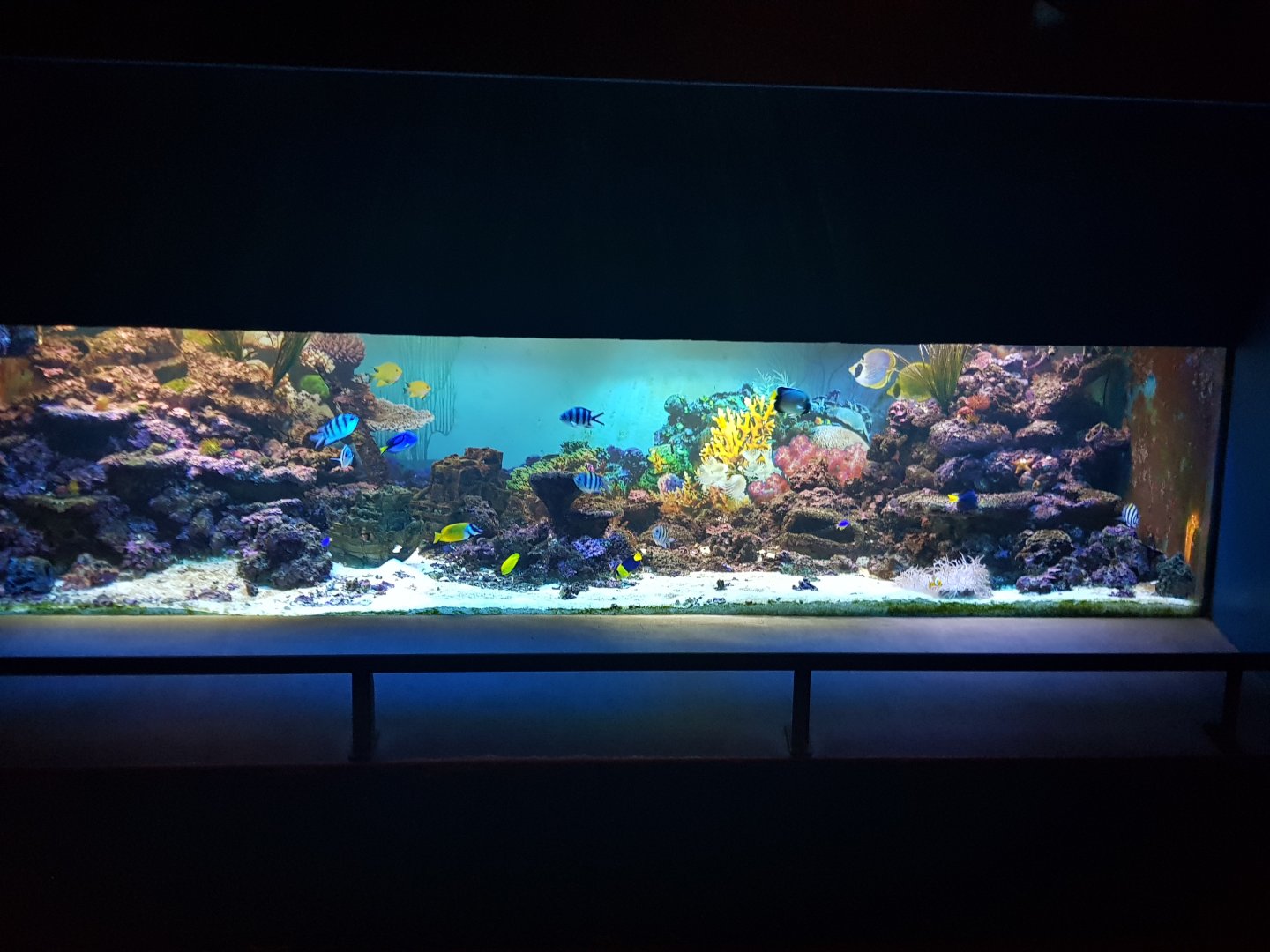Saltwater reef aquarium