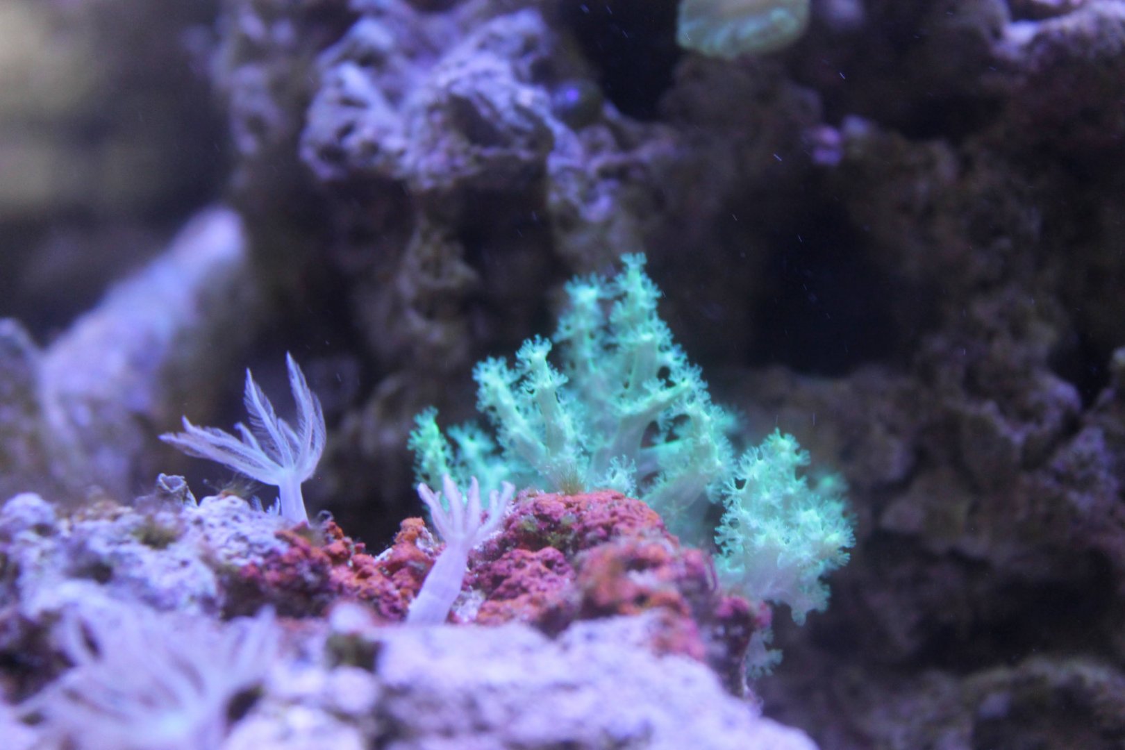Saltwater Reef Tank